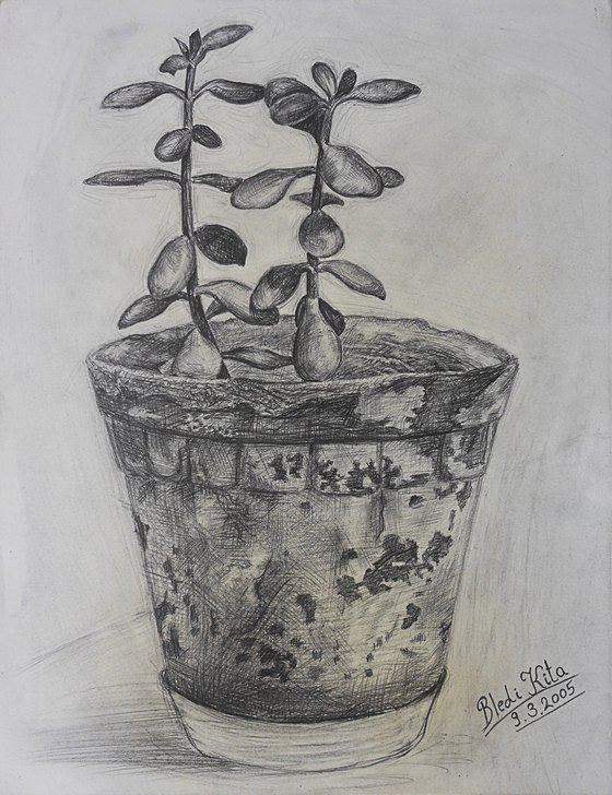 The plant in an old vase, still life, drawing