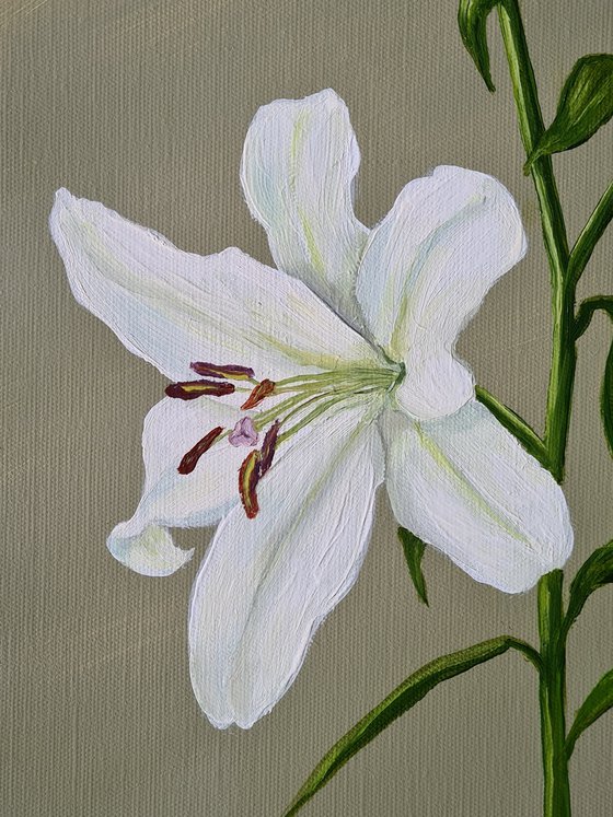 Oriental Lily Study 3