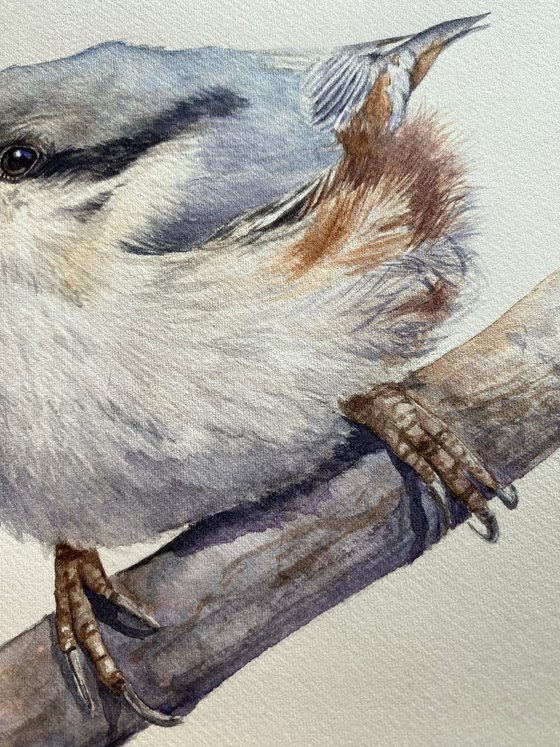 Nuthatch & Blue Tit (Set of 2)
