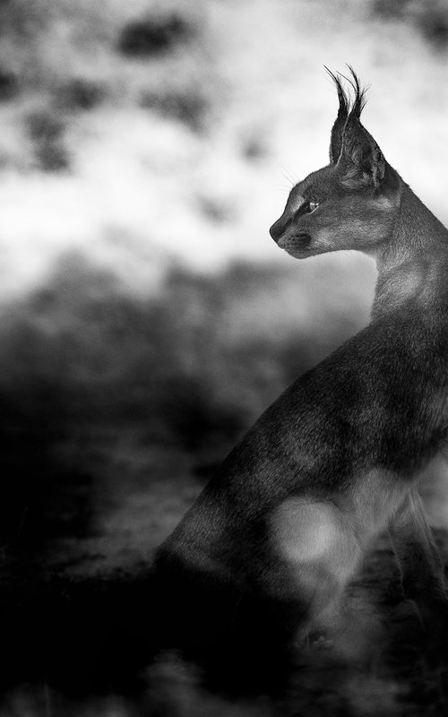 Kalahari Queen by Johan Siggesson