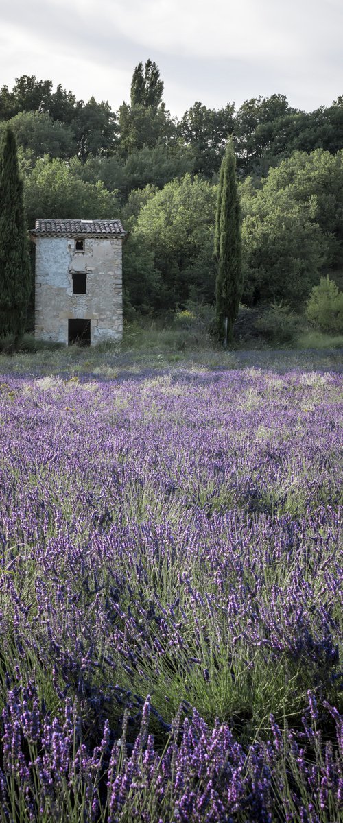 THE PROVENCE STORY by Fabio Accorrà