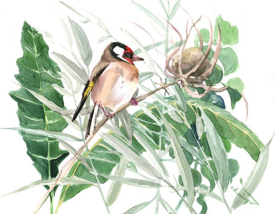 European Goldfinch and Meadow Plants