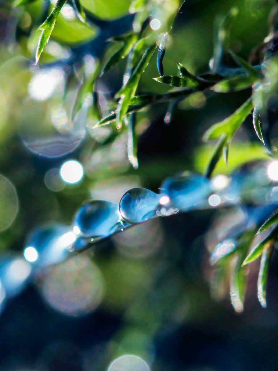 Organic Abstract Photograph By Inna Etuvgi, 13 X 17, Blue Dew, Original Artwork