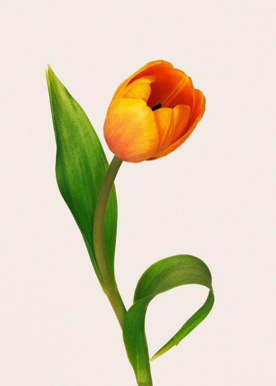Tilted Bloom