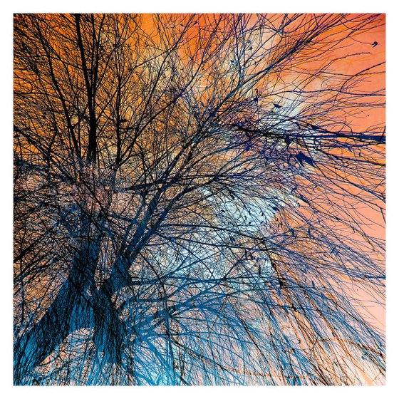 Orange Willow Sky