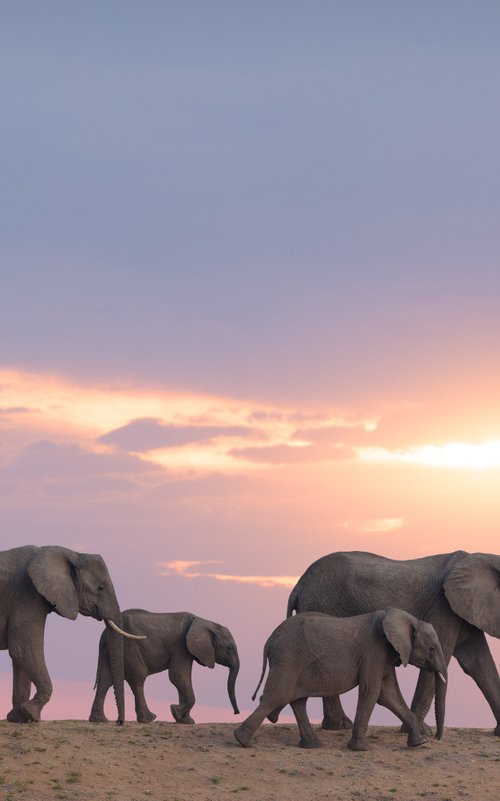 Elephant Herd by Ozkan Ozmen