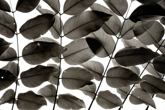 Branches and Leaves I | Limited Edition Fine Art Print 1 of 10 | 45 x 30 cm