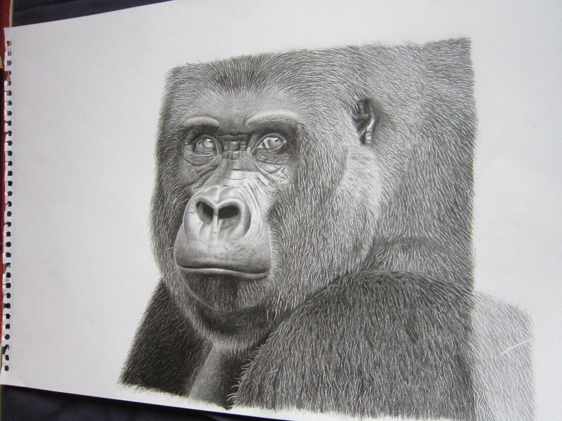 Gorilla Drawing, Wildlife Art, Pencil Drawing, Graphite Drawing, Fine Art  Print, Animal Art, A4 Print, Animal Illustration, Gorilla Art 