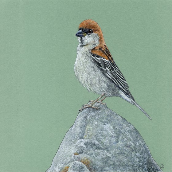 Russet sparrow