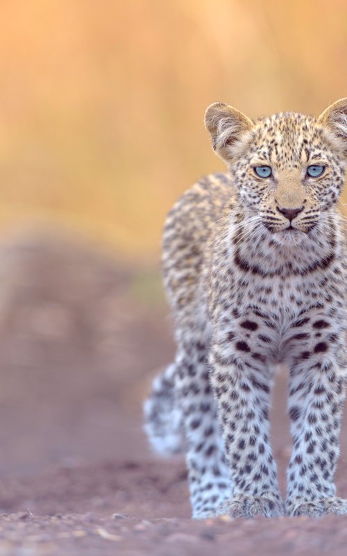 Leopard Cub by Ozkan Ozmen