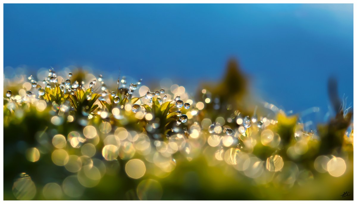 Tiny miracle - Love message from the summer- macro photography of shiny drops on the bryop... by Inna Etuvgi