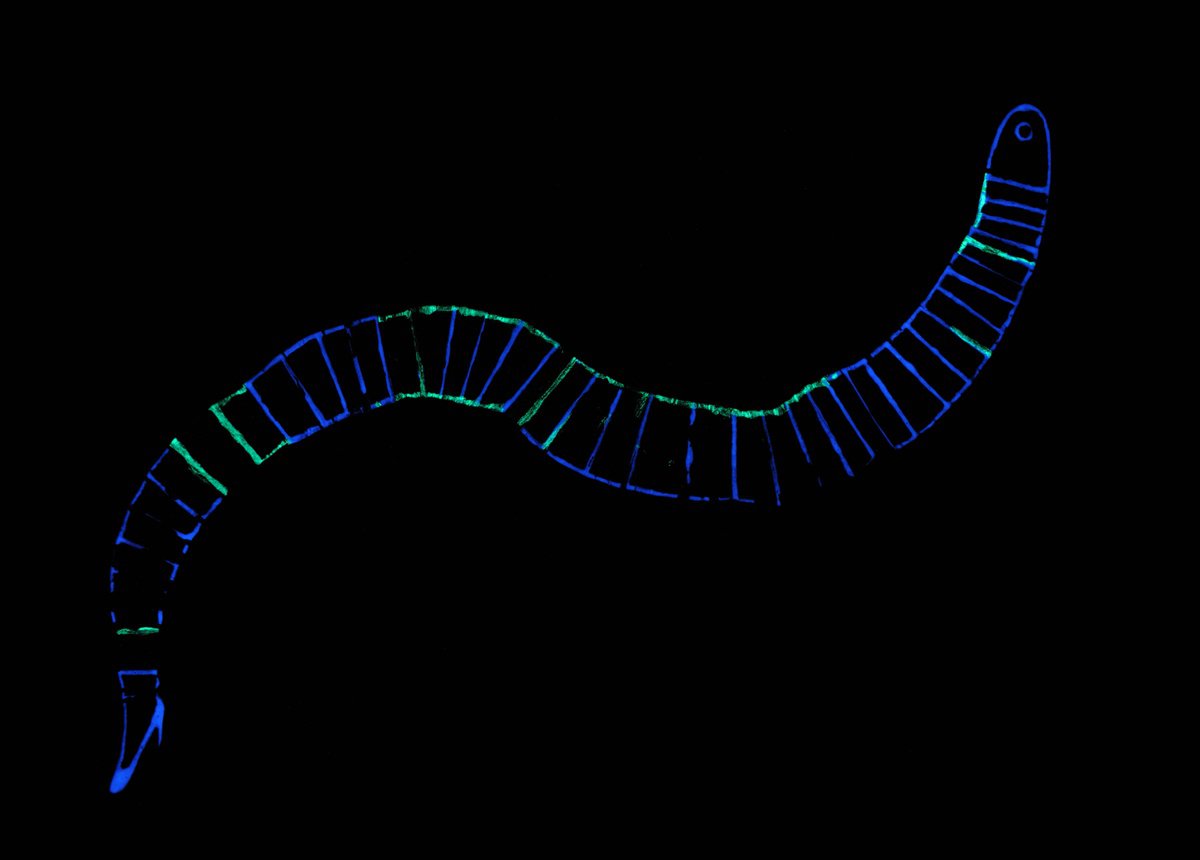 The High-Heeled Worm by Hannah Battershell