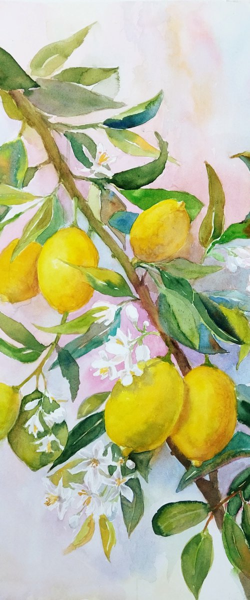 Lemon tree branch by Ann Krasikova