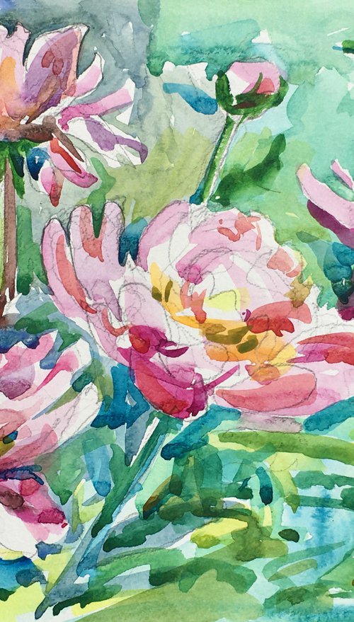 Paeonia lactiflora watercolor painting. Pink peonies in the garden. by Ole Karako