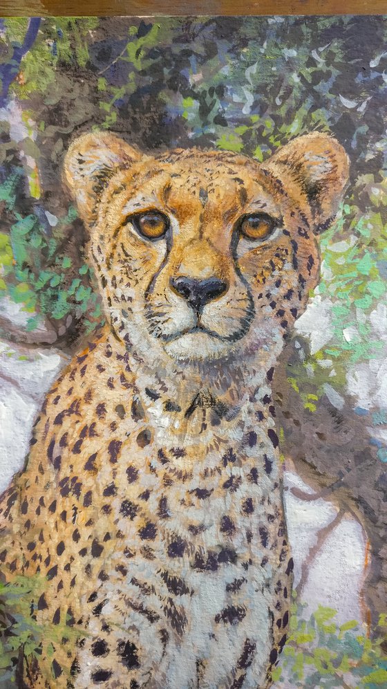 Cheetah