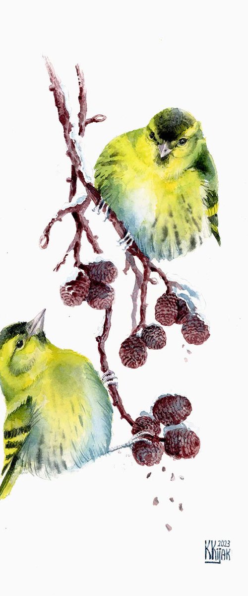 Eurasian siskin on Alder branch by Karolina Kijak