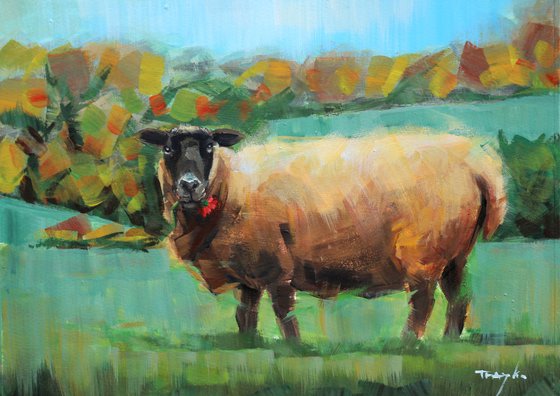 Sheep | Meadow | Grass