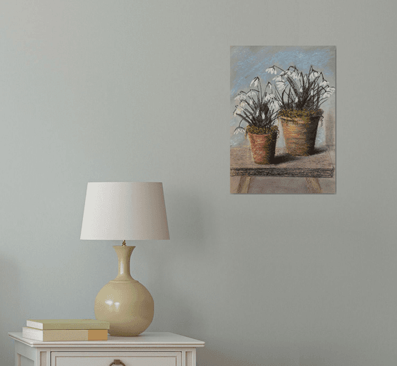 Snowdrops in pots Soft Pastel