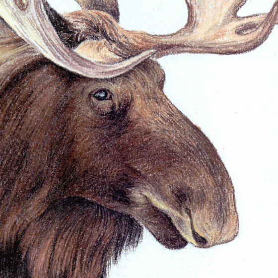 Wild moose in winter forest. Pastel drawing 21x30 cm