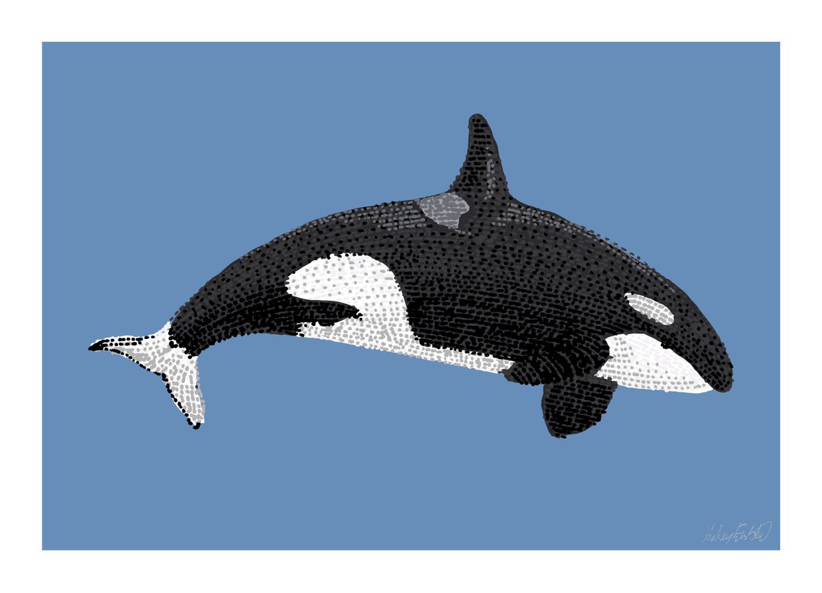 Killer whale - Stippling Illustration by Kelsey Emblow