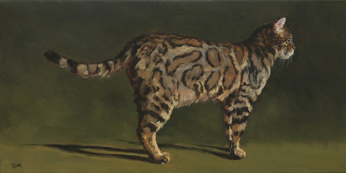 Bengal cat by Tom Clay