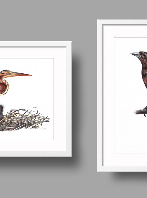 Birds Collection X by Daria Maier