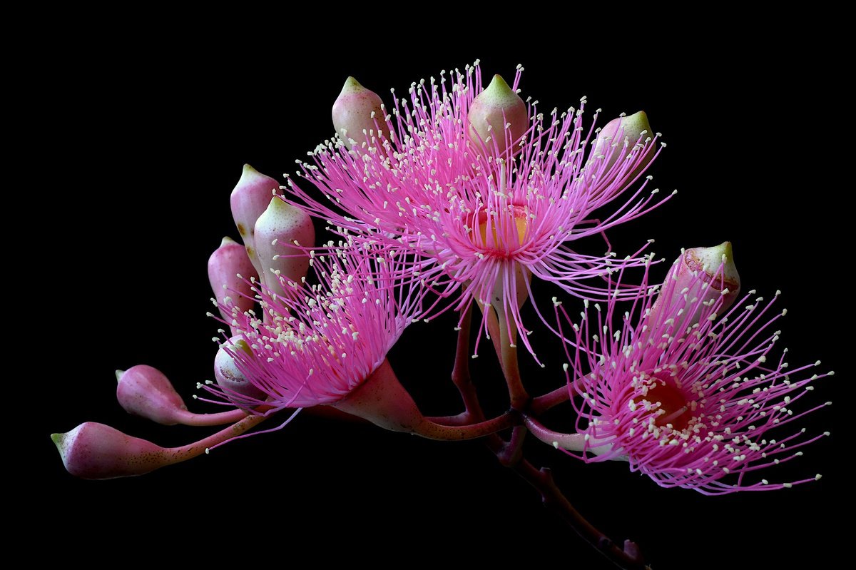 Photorealistic Photograph , Pink Blossoming Gum By Nadia Culph, 35 X 24, Artwork For Sale On Artfinder