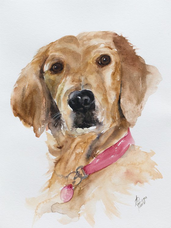 dog portrait