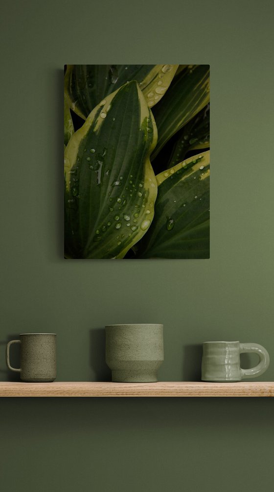 Drops of Morning