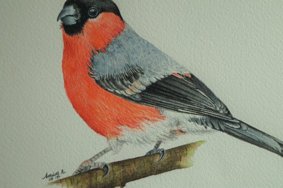 Eurasian Bullfinch