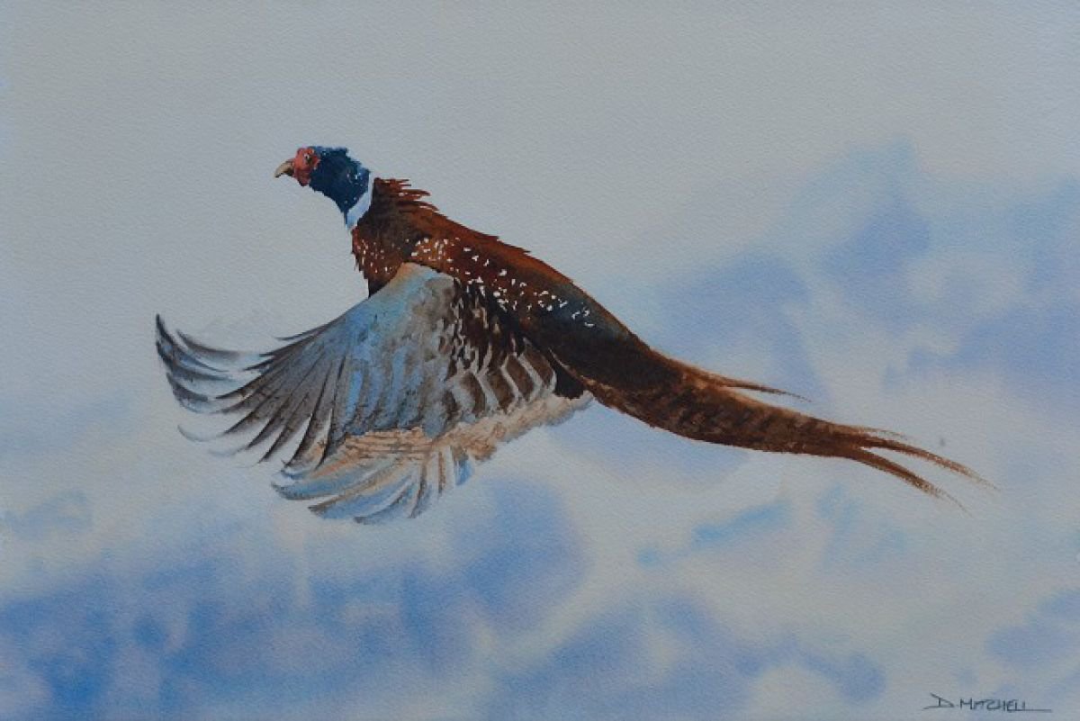 Pheasant Rising (Framed, ready to hang) by Denise Mitchell