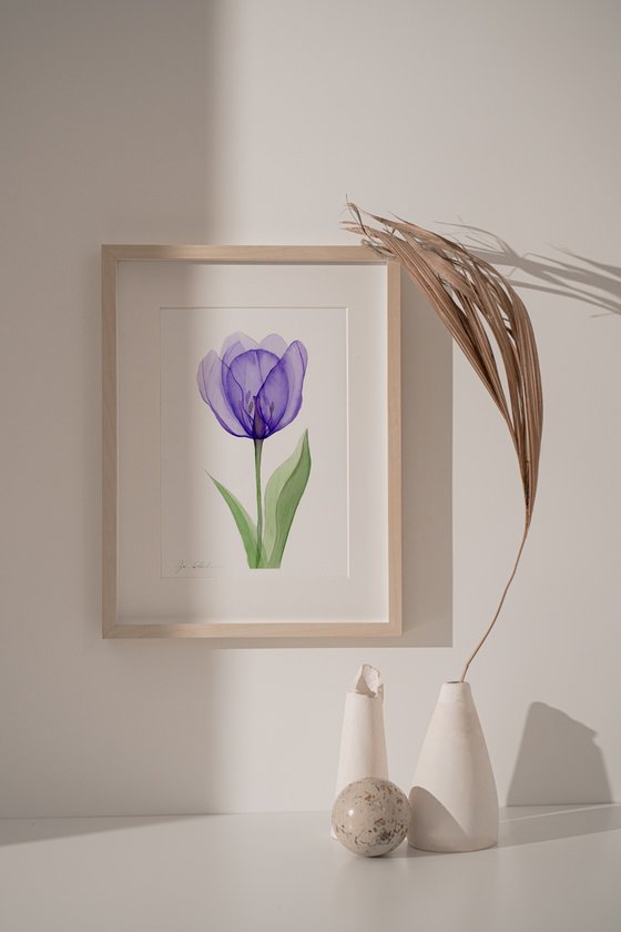 Xray Purple  Tulip