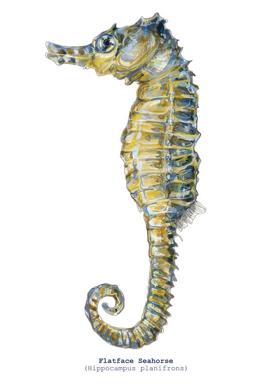 Flatface Seahorse (Hippocampus planifrons)