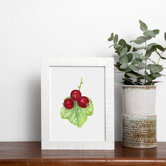 Redberry Ribes rubrum