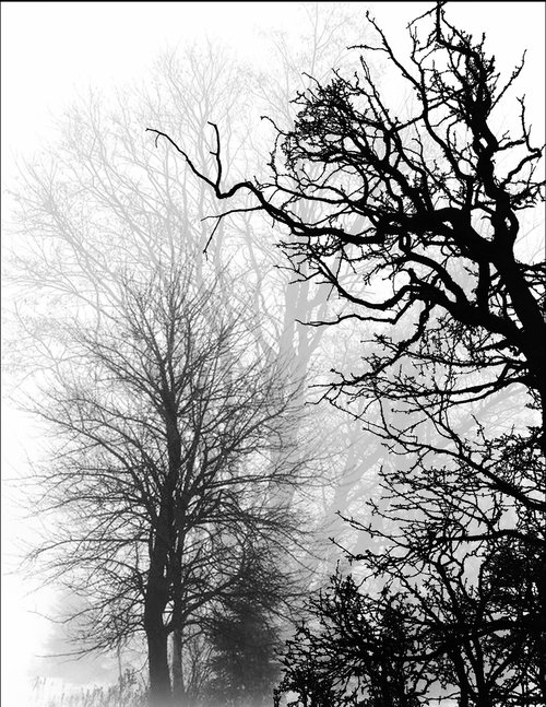 Dark Trees by Nektaria Giannoulakou