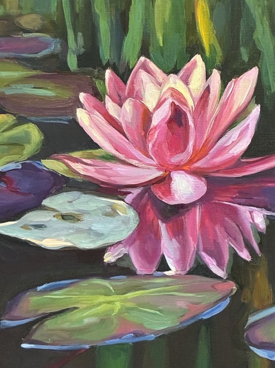 Colorful pond.Water lilies