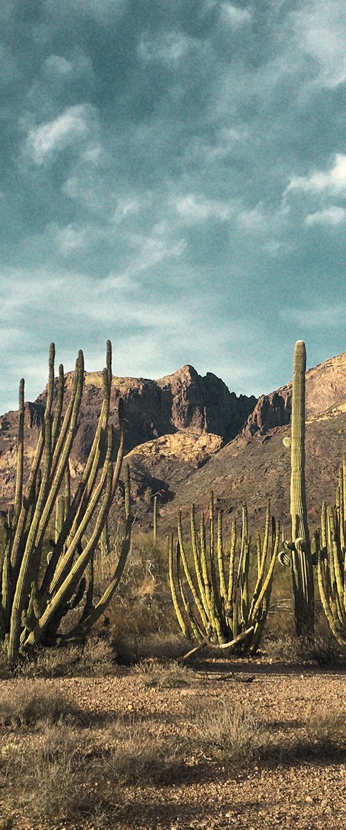 Organ Pipe Cactus, Sonoran Desert by Heike Bohnstengel