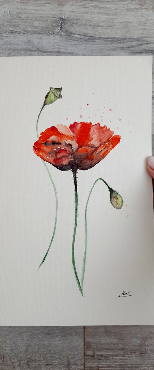 Poppy flowers by Luba Ostroushko