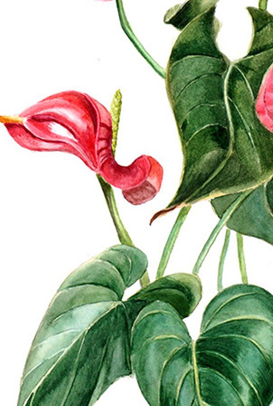 Red anthurium