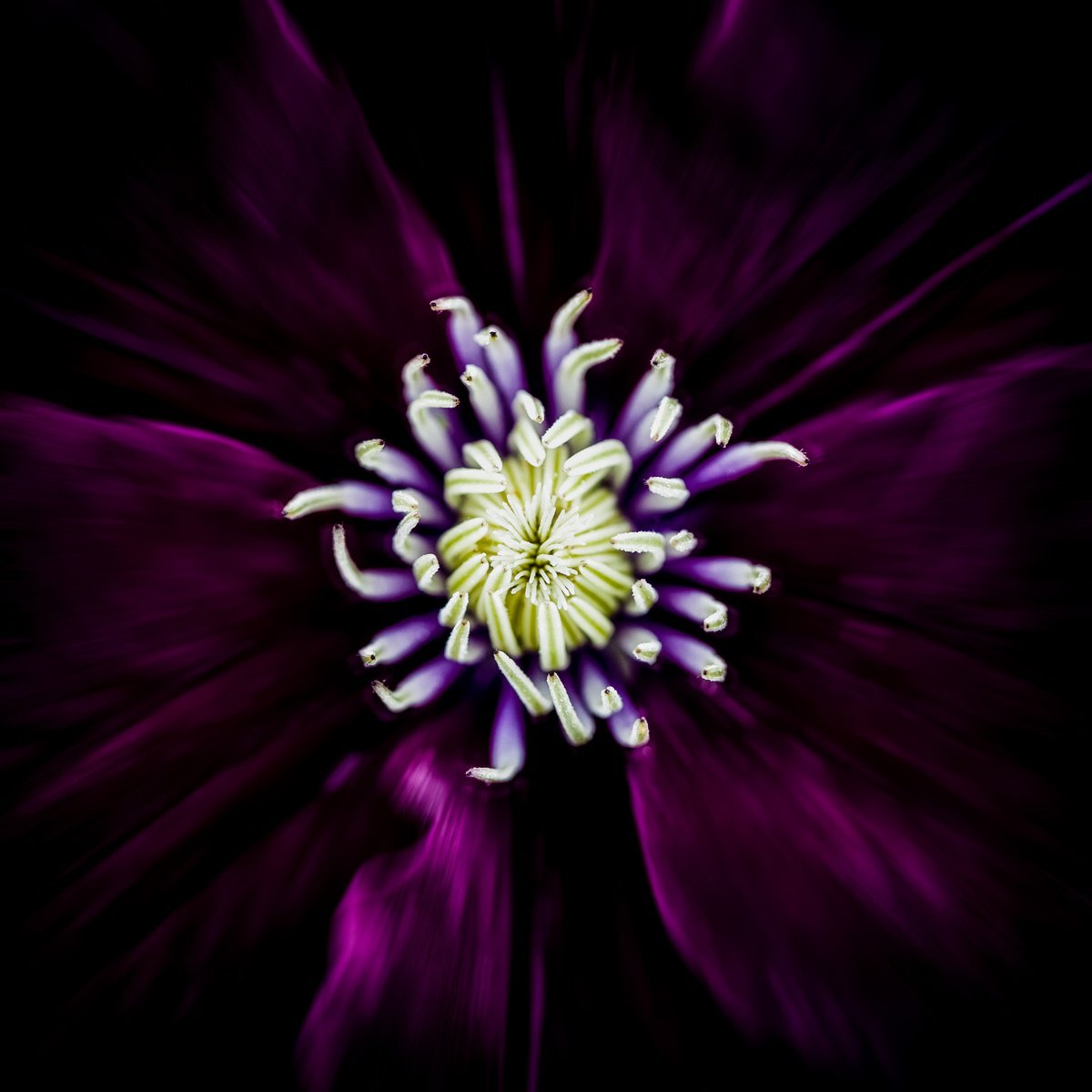 Botanical Photograph By Deborah Pendell, 30 X 30, Vortex- Botanical Art On Ready To Hang Hd Acrylic, Original Artwork