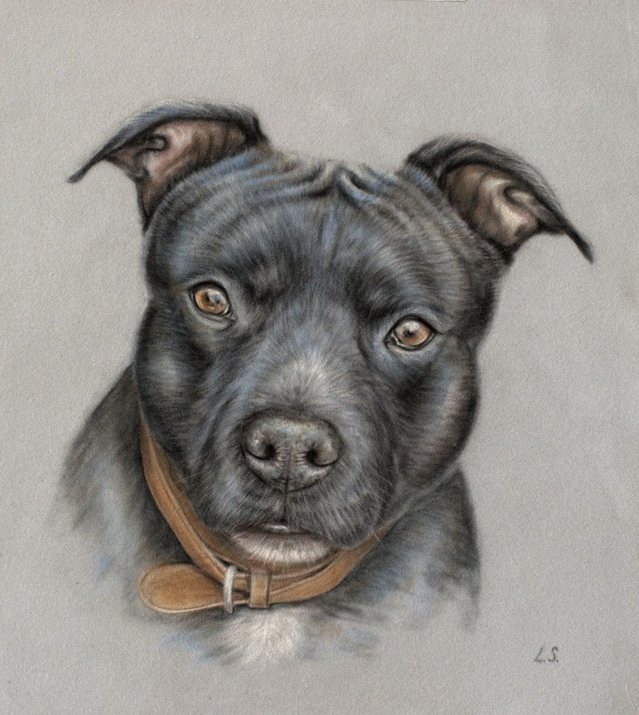 pitbull