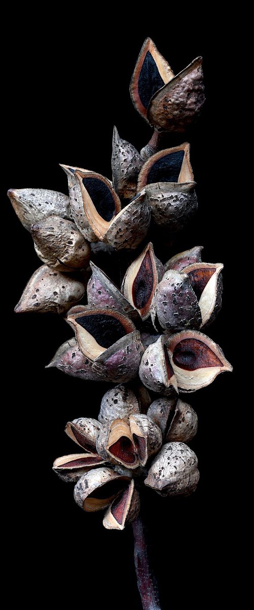 Hakea Seed Pods by Nadia Culph