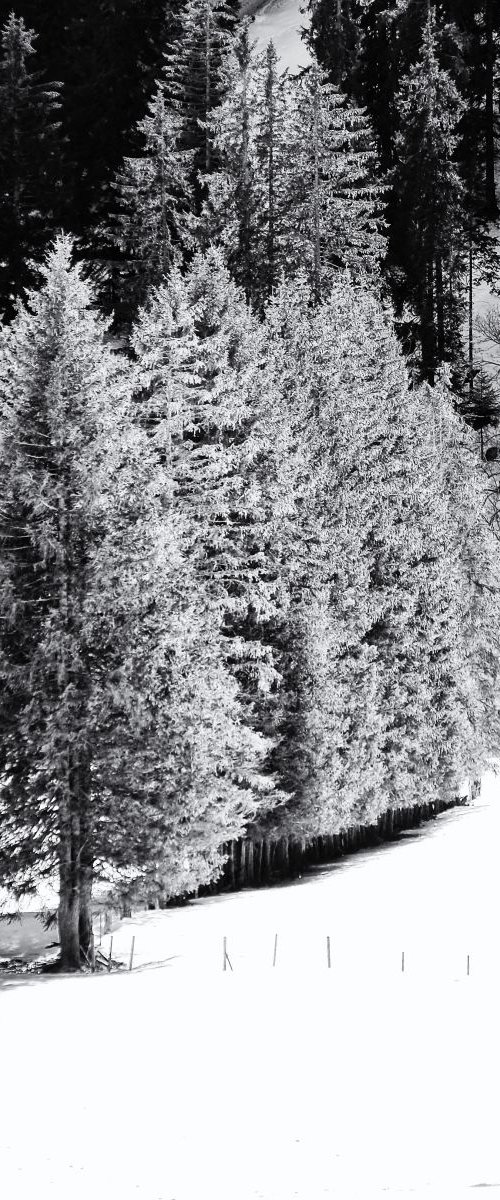 the winter trees by Christian  Schwarz