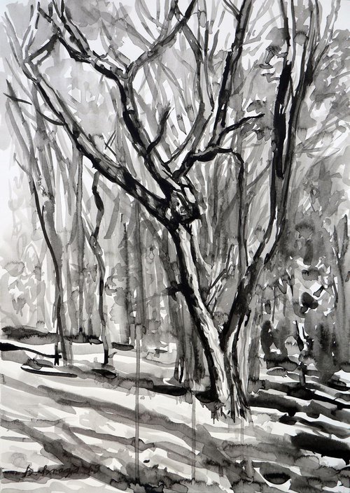 Old tree in autumn park (ink) by Dima Braga