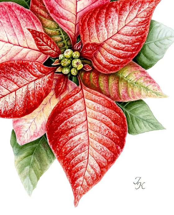 Poinsettia