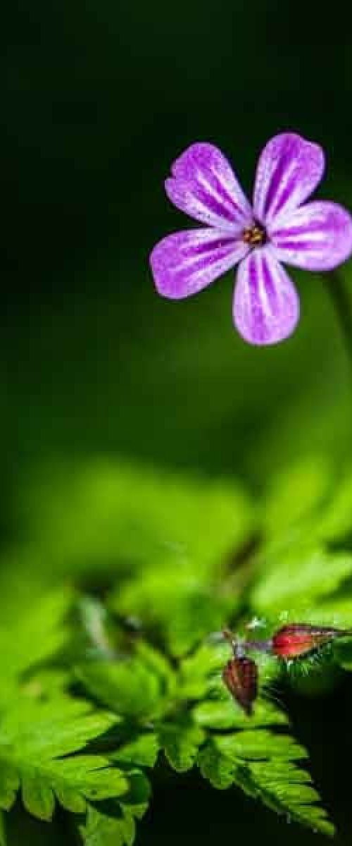 Herb-Robert (Geranium Robertianum) - A3 by Ben Robson Hull