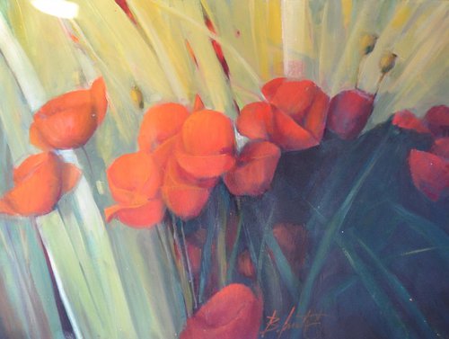 fire poppies by Boro Ivetic