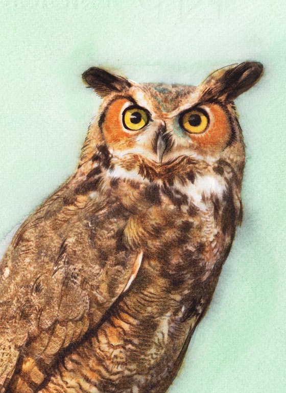 OWL - BIRD CV
