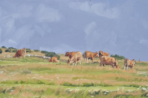 September 6, cows grazing on the Massif du Mézenc