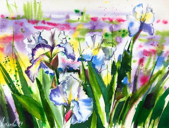 Irises from Vullierens